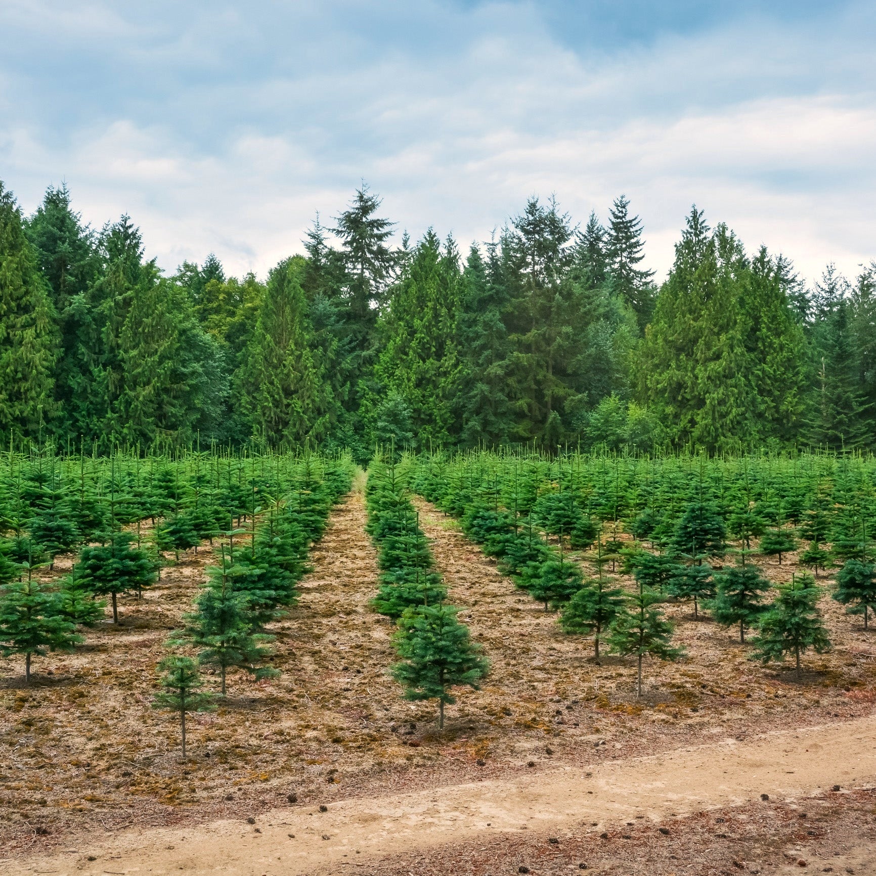 Personal Carbon Offsets — Reforestation Project in Brazil